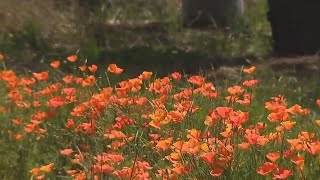 Rain may be to blame for brutal allergy season