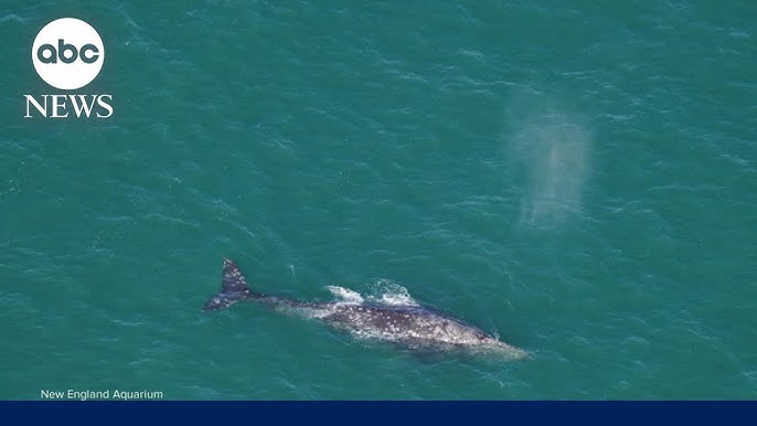 Gray Whale Spotted Off New England Coast