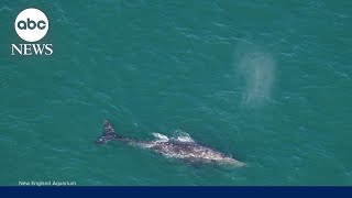 Gray whale spotted off New England coast