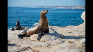10 Hours of Funny Sea Lions