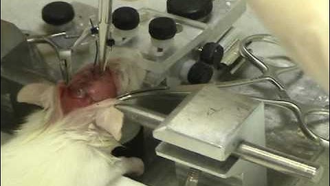 Small Rat implantable EEG leads Part 1