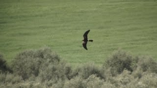 Montagus Harrier