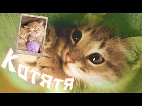 Видео: #SHORTS#Котята!