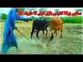 Agriculture land levelling with bulls ||cPloughing field using bulls or animals#tahirworld