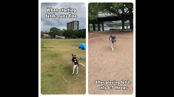 Lane's right front leg limping