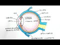 How to draw an eye diagram step by step  human eye anatomy drawing 