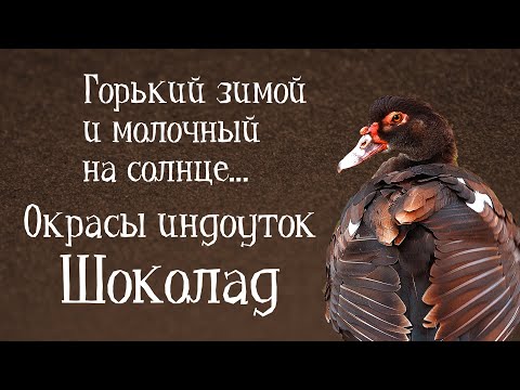 ШОКОЛАД. Окрасы индоуток: часть 4. Окрасы мускусных уток