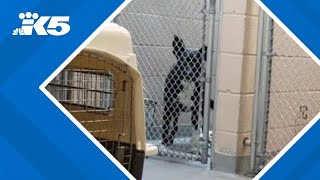'Crisis mode' prompts Tacoma Humane to waive dog adoption fees