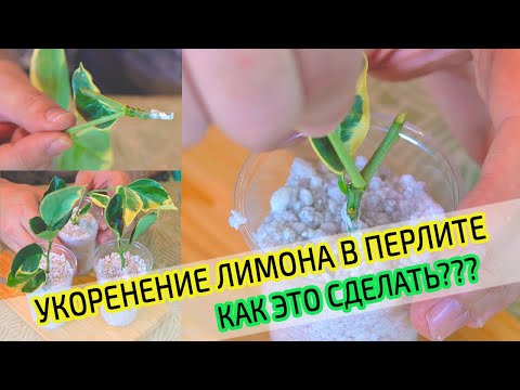 Укоренение лимона в