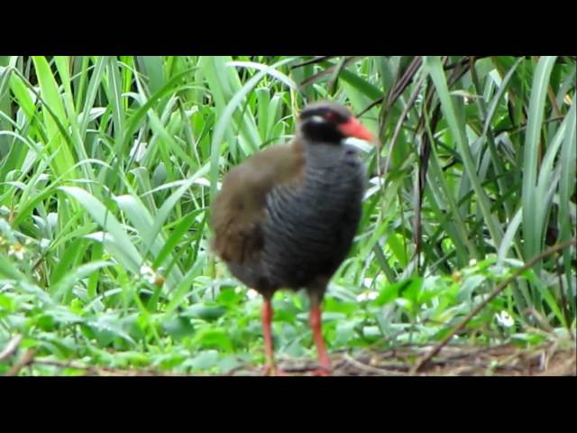 ヤンバルクイナ