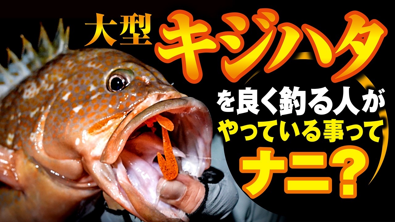 根魚狩人 How to Catch Lunker-Sized Red Spotted Grouper During Midsummer