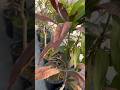 Kya Aapke Plants Bhi Garmi Mein Jal Rahe Hai ?#terracegarden