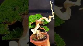 Small Enough To Be Held In One Hand, But A Real Tree