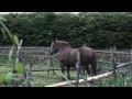 【4K映像】チャグチャグ馬コ2014 (chagu chagu umakko, iwate japan)