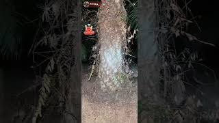 Padu Gila Puaka Hutan Saka Part 23 Paranormal Boswan Collab Mael  King