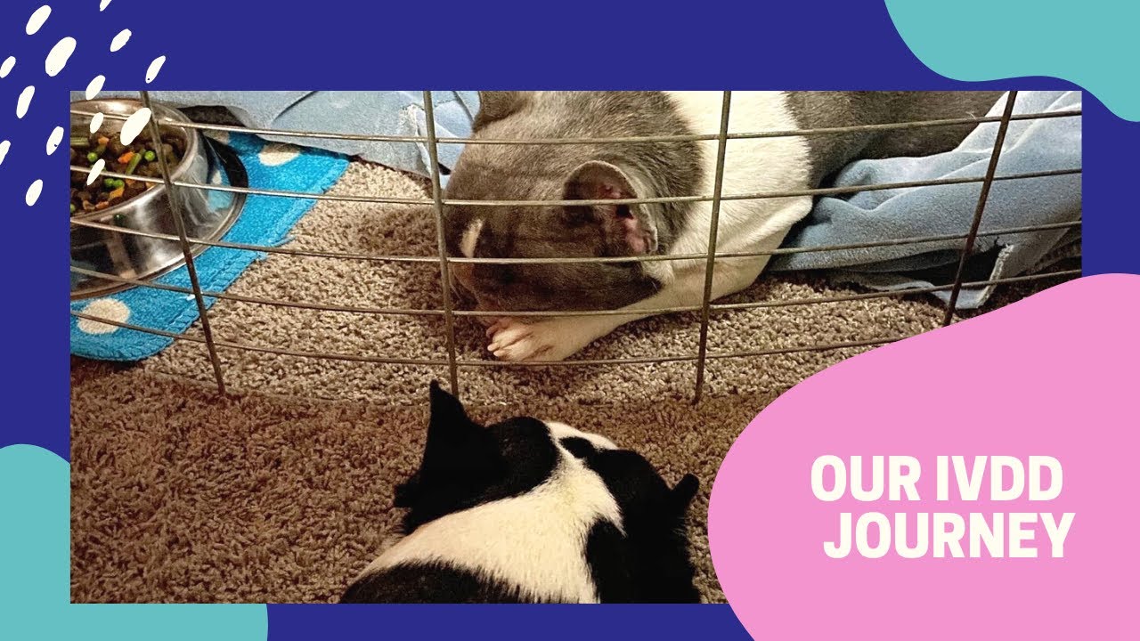 French Bulldog Skye | IVDD update, skye kissing his dada