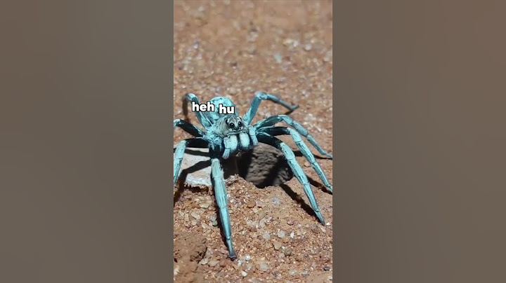 Spider Surprise