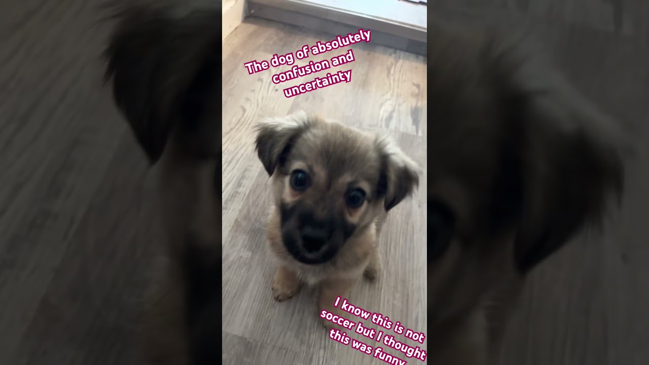 The dog of absolute confusion and uncertainty