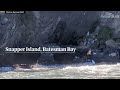 Dog rescued after being swept off rocks and swimming almost 1km offshore to NSW island