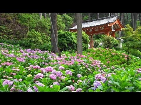 三室戸寺のあじさい Hydrangea Of Mimuroto Ji Temple Youtube