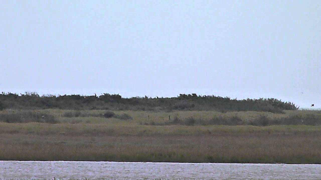 juvenile Montagu's Harrier Pegwell 29th August 2014 