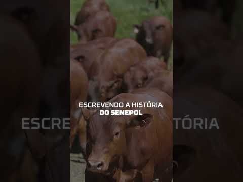 Leilão Touros Senepol Topázio GRAMA 2025