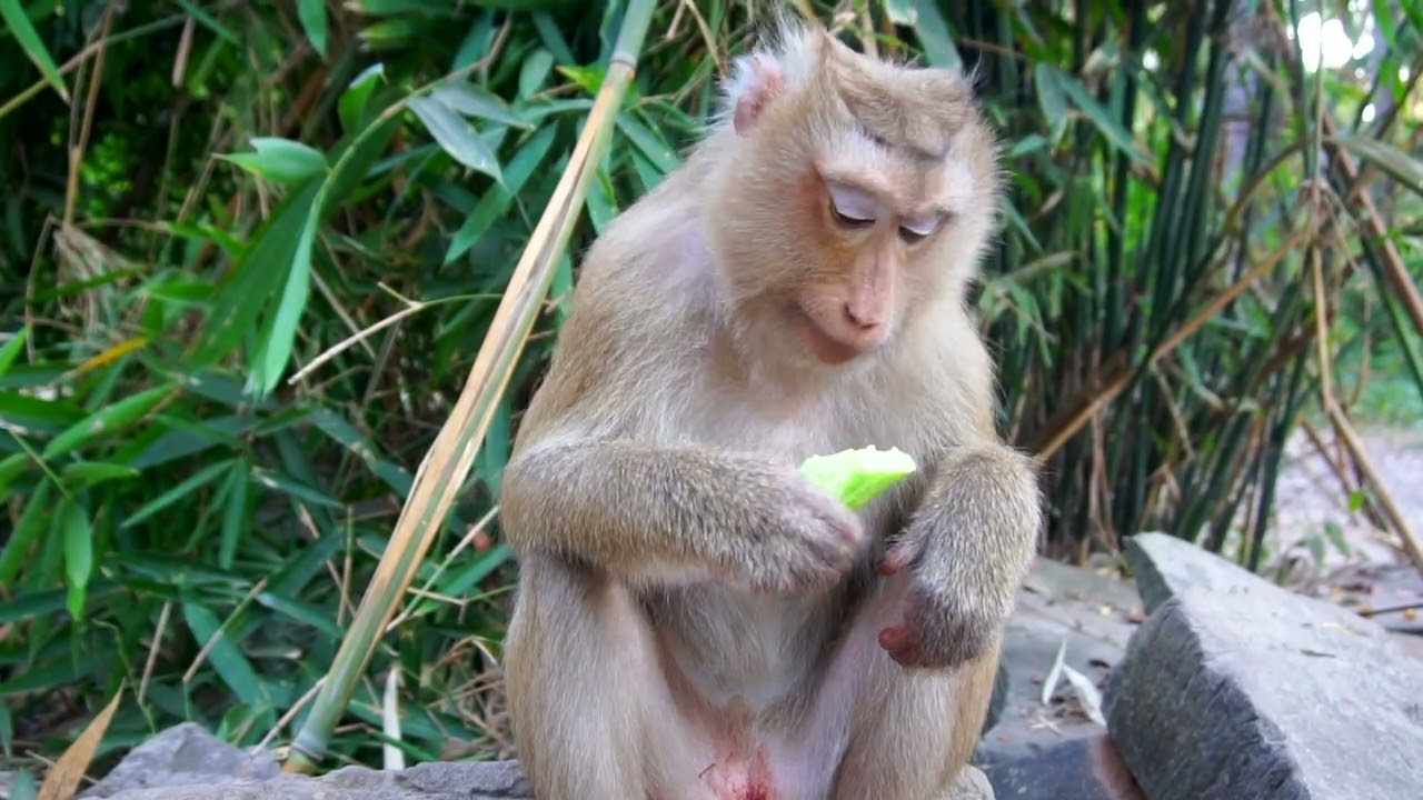 It's Nice To see lovely Rose Monkey, She want cucumber Too