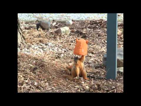 Big Head Squirrel Feeder Youtube