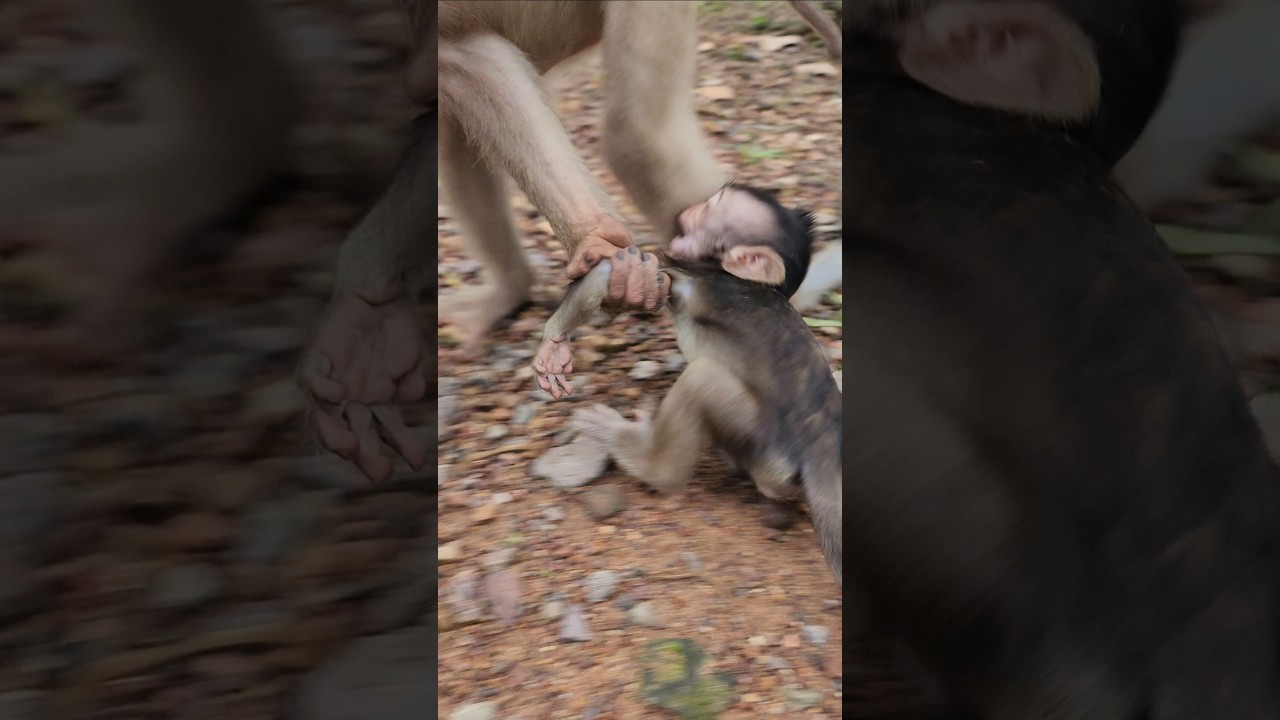 mg monkey Cherry holding  dragging tiny Elena hand seriously  