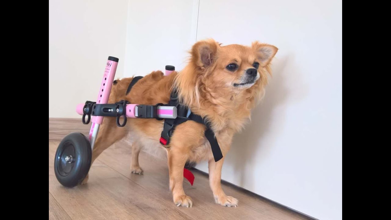 wheelchair sign Tilla the Pup Gets Wheelchair Donated!