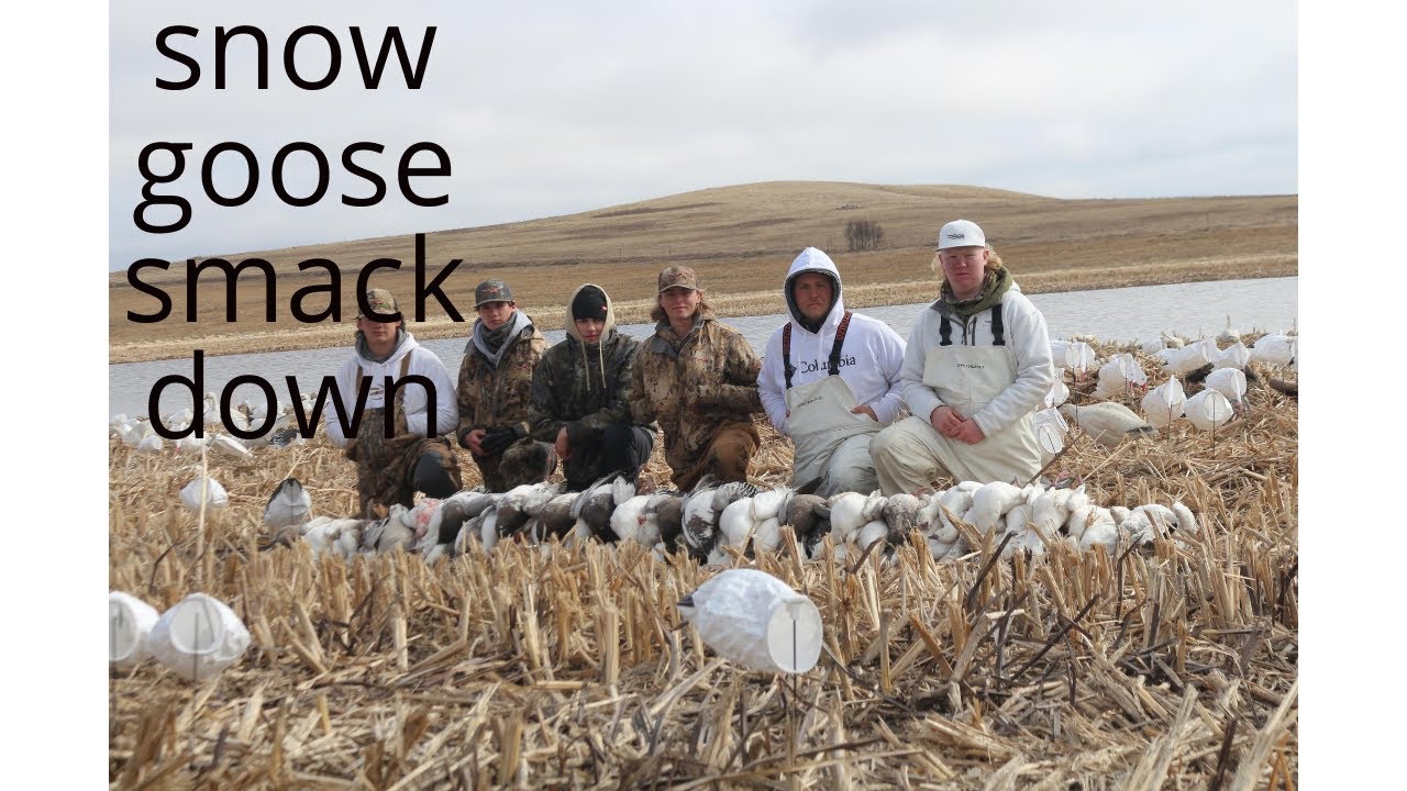 Spring Conservation Snow Goose (328 birds)