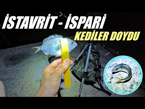 İstanbul Balık Avı | İstavrit - İspari - Sakin Ama Keyifli Gece