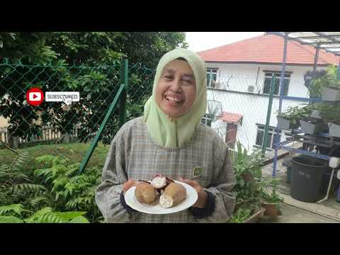 Resep Bikin Lemang Periuk Kera