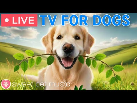 24 Hours Of Dog TV Calming Sleep Music For Dogs Soothing Music For Anxious And Stressed Dogs 