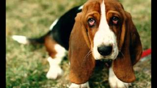 Gonna Buy Me A Dogthe Monkees