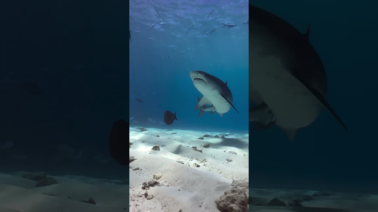 Iphone underwater with Tiger Sharks in the Maldives Fuvahmulah 