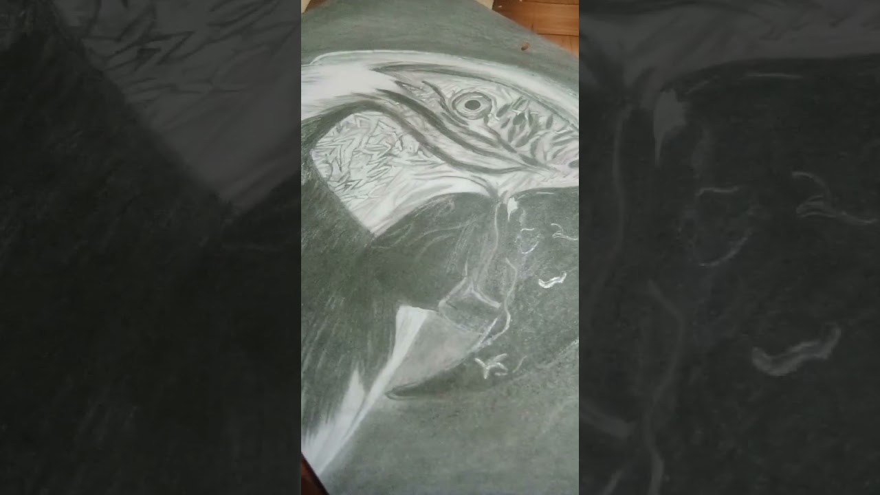 bird sketch with graphite pencil