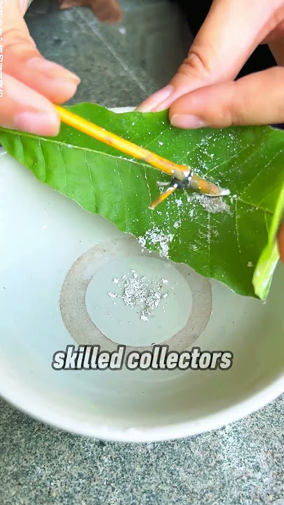Why This Bamboo Powder Sells for $2,000 a Gram