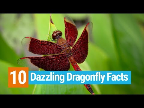 10 Dazzling Dragonfly Facts