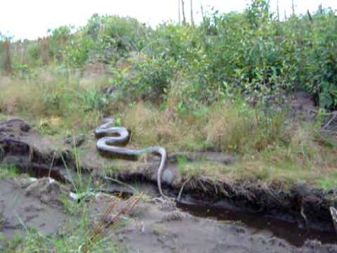 Serra do Cachimbo httpsiytimgcomvijSFpbo5pIAhqdefaultjpg