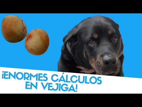 Video: ¿Incontinencia en perros después de una cistotomía?