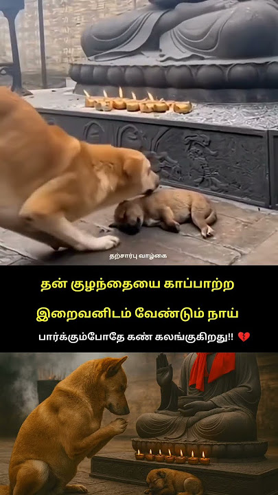 பிள்ளை மீது அம்மா வைக்கும் அன்பு எல்லா உயிரினங்களும் ஓன்று தான்! 😭❤️🙏