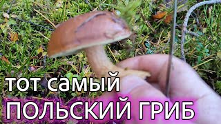 видео: Осенний сбор грибов. Заморозки. Грибы Беларуси. картинка: Осенний сбор грибов. Заморозки. Грибы Беларуси.
