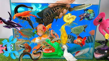 Video tổng hợp cá cảnh đẹp, cá rồng, cá la hán, cá sấu, cá voi, cá trê, cá koi, sinh vật dưới nước