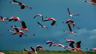 Flamingoes in the Famous Serengeti National Park. Video by @thattanzanianguy