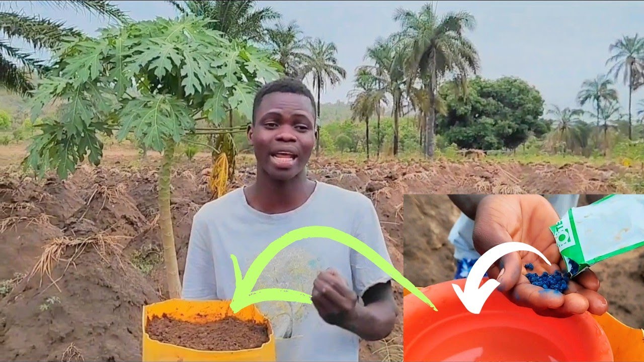 Technique pour une bonne germination des graines ( technique simple et pratique)