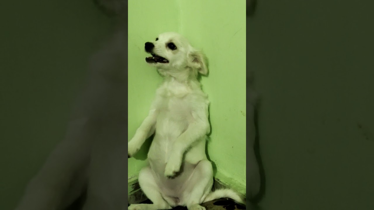 cherry angry dog aata Majhi satkli ## pomerian dog