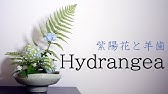 生け花 アジサイの水揚げから生けるまで Ikebana ドライフラワーにもなる 簡単な方法 How To Treat Hydrangea 如何治療繡球花 Hortensia Cay Tu Cầu Youtube