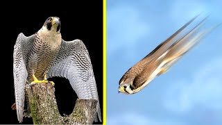 TOP 10 FASTEST Birds in the World