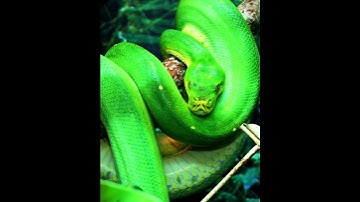 Green Python Scales Tree #shorts [Python]